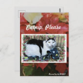 Kat-kerstpostkaart Briefkaart (Voorkant / Achterkant)