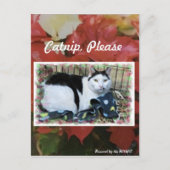 Kat-kerstpostkaart Briefkaart (Voorkant)