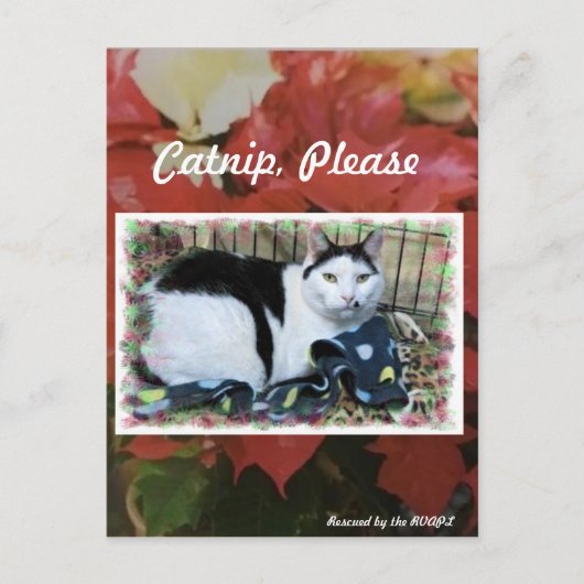 Kat-kerstpostkaart Briefkaart (Voorkant)