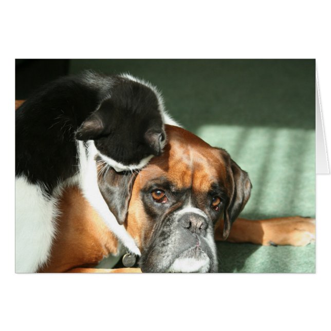 Kat Ketting (Voorkant Horizontaal)