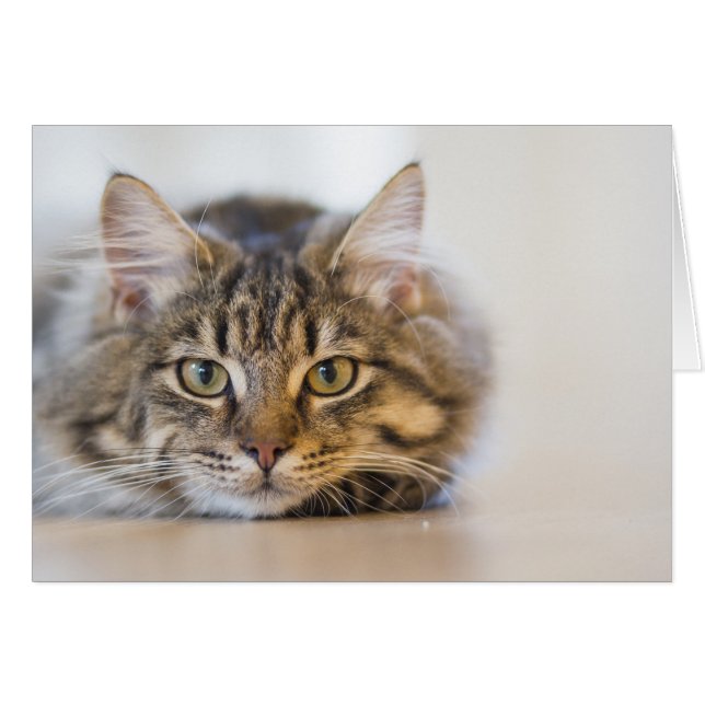  Kat Kijkend naar u (Voorkant Horizontaal)