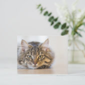 Kat Kijkend naar u Briefkaart (Staand voorkant)