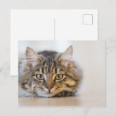 Kat Kijkend naar u Briefkaart (Voorkant / Achterkant)