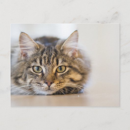 Kat Kijkend naar u Briefkaart (Voorkant)