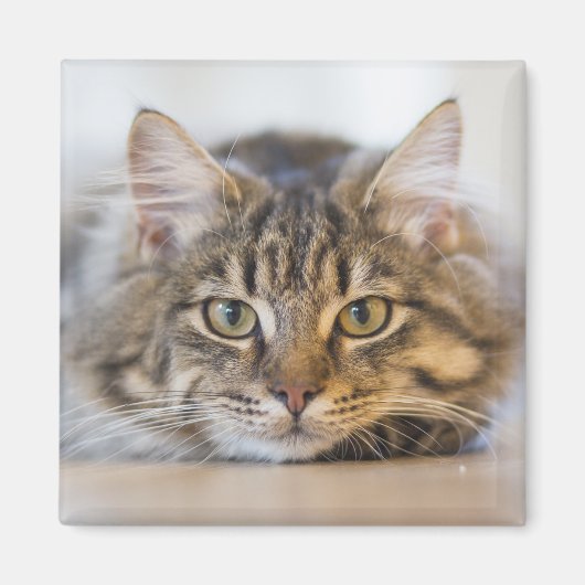 Kat Kijkend naar u Magneet (Voorkant)