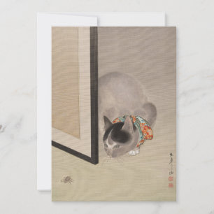 Kat kijkt naar een spin Oide Tōkō