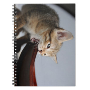 Kat, kitten, dier notitieboek