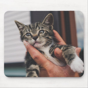 Kat, kitten, hand muismat