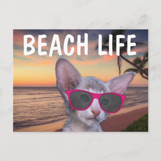 KAT KITTEN OP STRAND ZONNEBRIL Kaarten (Voorkant)