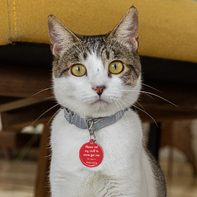 Kat, Kitten Verloren label, Rood Klein .88" Pet ID Huisdierpenning (Creator heeft geüpload)