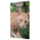 Kat Klembord (Links)