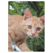 Kat Klembord (Achterkant)