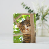 Kat-klimboom Briefkaart (Staand voorkant)