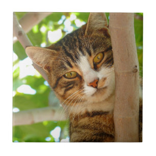 Kat-klimboom Tegeltje