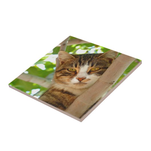 Kat-klimboom Tegeltje (Zijkant)