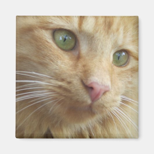 Kat Koi Magnet (Voorkant)