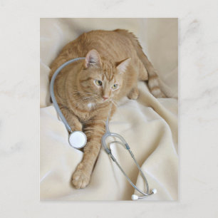 Kat krijgt goed briefkaart