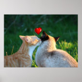 kat kus poster (Voorkant)