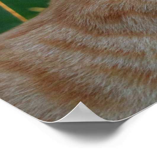 Kat kus poster (Hoek)