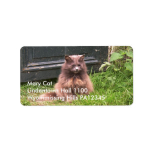 Kat "Kyra", zittend in gras Etiket