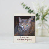 Kat laat de honden eruit briefkaart (Staand voorkant)
