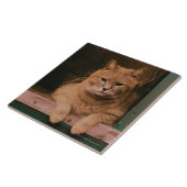 Kat Lans op Windows Tegeltje (Zijkant)