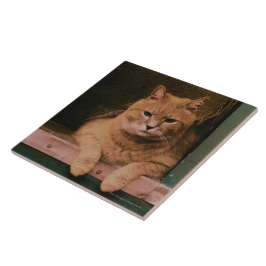 Kat Lans op Windows Tegeltje (Zijkant)