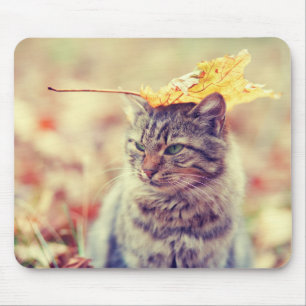 Kat Leaf Balancing Act Muismat