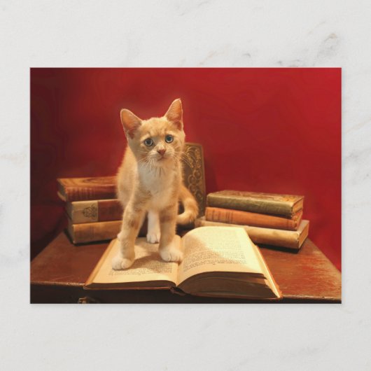 Kat lezen Verblijf in boeken Postcrossing Briefkaart (Voorkant)