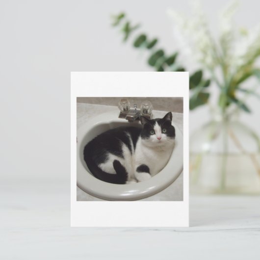 Kat-liefhebbers delven briefkaart (Staand voorkant)