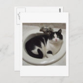 Kat-liefhebbers delven briefkaart (Voorkant / Achterkant)