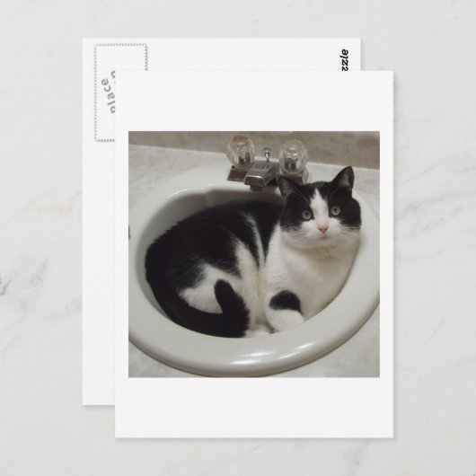 Kat-liefhebbers delven briefkaart (Voorkant / Achterkant)