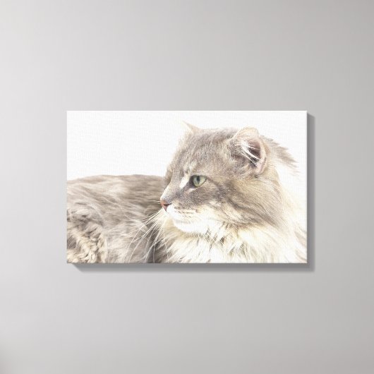 Kat liggen canvas afdruk (Voorkant)