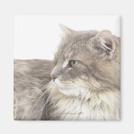 Kat liggen magneet (Voorkant)