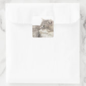 Kat liggen vierkante sticker (Tas)