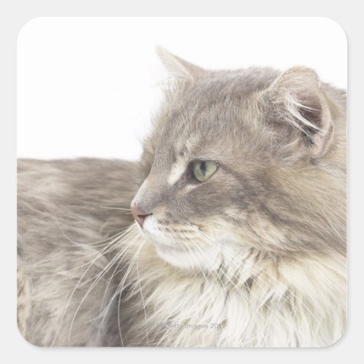 Kat liggen vierkante sticker (Voorkant)