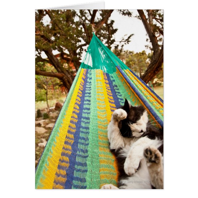 Kat ligt in Mayan Mexican hammock (Voorkant)