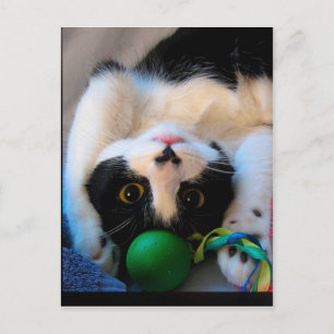 Kat ligt op bed briefkaart