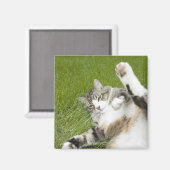 Kat ligt op gras, close-up magneet (Voorkant / Achterkant)