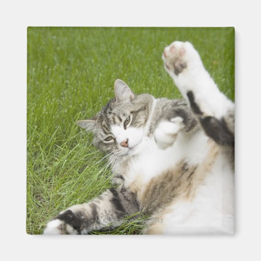 Kat ligt op gras, close-up magneet (Voorkant)
