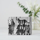 Kat Lines Briefkaart (Staand voorkant)