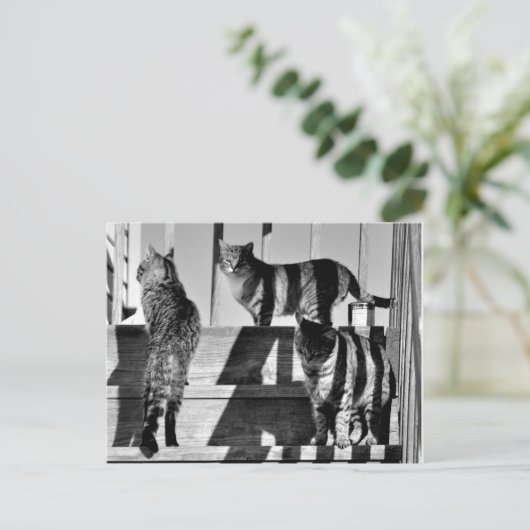 Kat Lines Briefkaart (Staand voorkant)