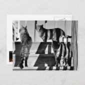 Kat Lines Briefkaart (Voorkant / Achterkant)