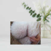 Kat Lips & Nose Extreme Sluiten Briefkaart (Staand voorkant)