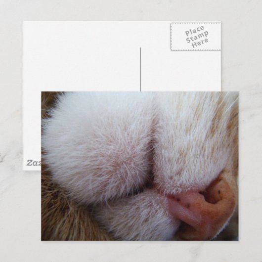 Kat Lips & Nose Extreme Sluiten Briefkaart (Voorkant / Achterkant)