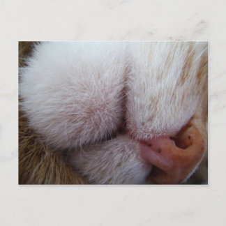 Kat Lips & Nose Extreme Sluiten Briefkaart