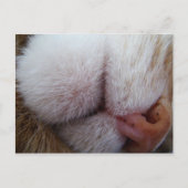 Kat Lips & Nose Extreme Sluiten Briefkaart (Voorkant)