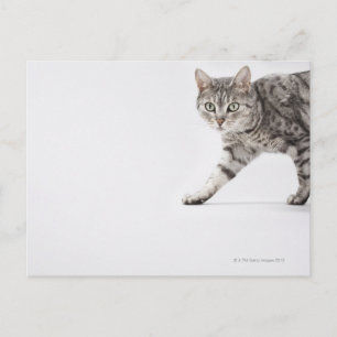 Kat lopen briefkaart