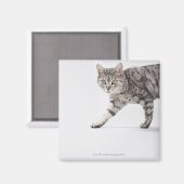 Kat lopen magneet (Voorkant / Achterkant)