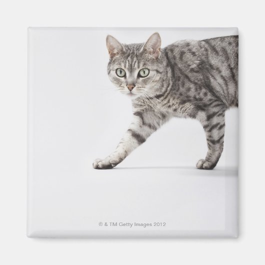 Kat lopen magneet (Voorkant)